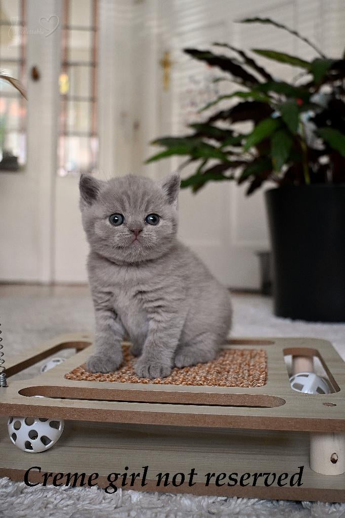 Britse korthaar katten, Dieren en Toebehoren, Poes, Met stamboom, 0 tot 2 jaar