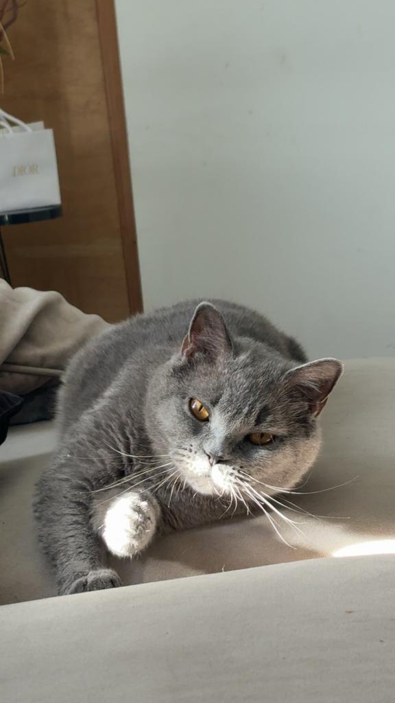 NIET TE KOOP zoek een dekkater voor mijn britsekorthaar, Dieren en Toebehoren