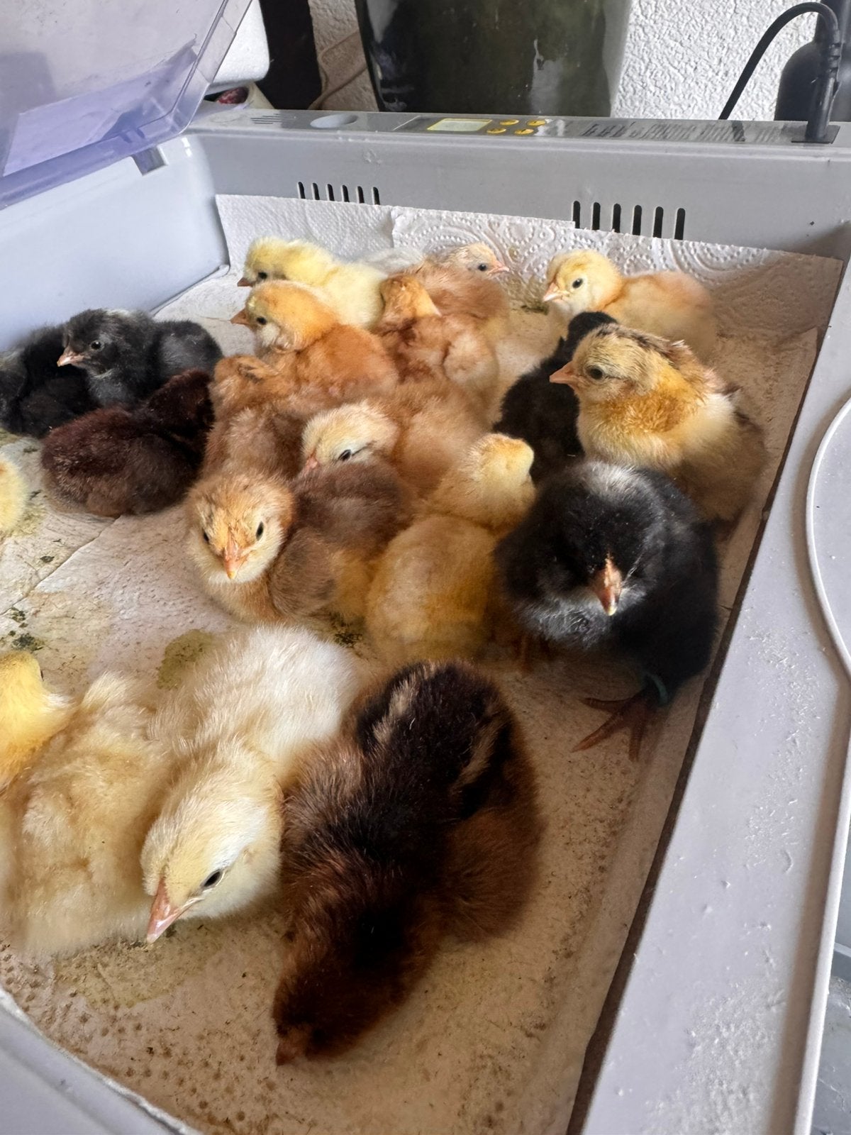 Kuikentjes van 27/28 mei te koop!, Dieren en Toebehoren, Geslacht onbekend, Kip