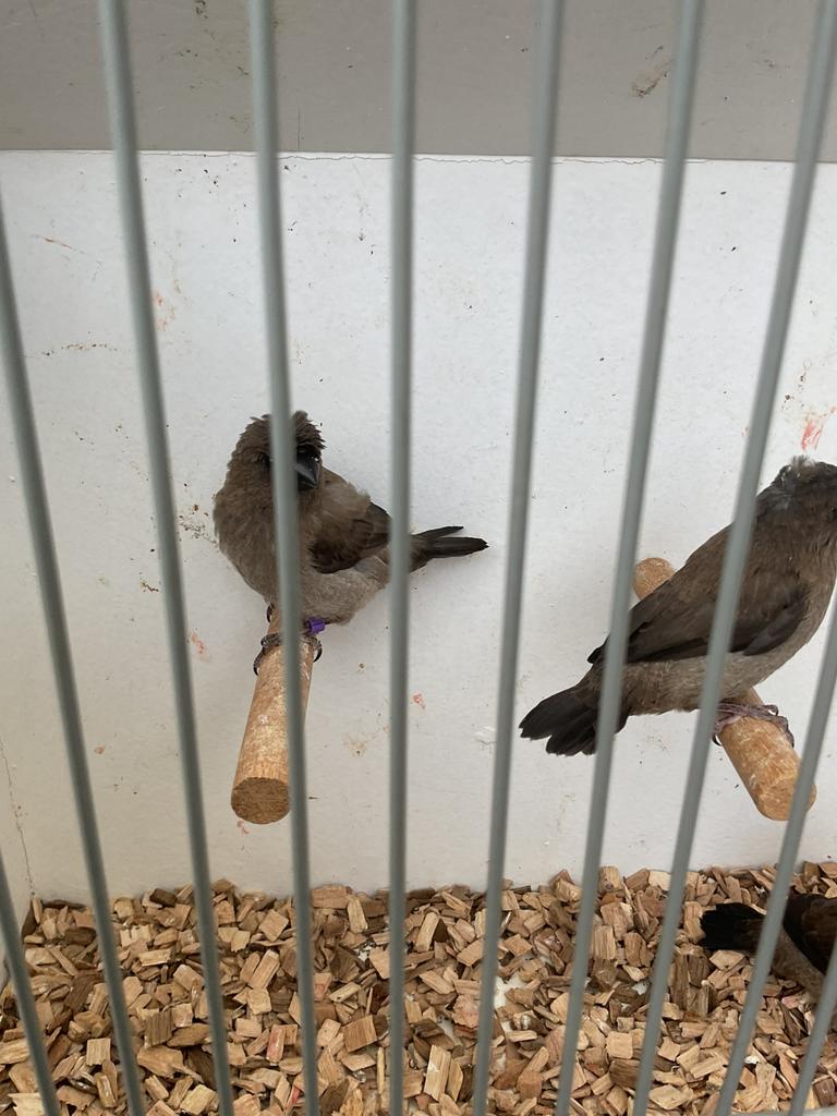 Japanse meeuwen met kuif, Dieren en Toebehoren, Geslacht onbekend