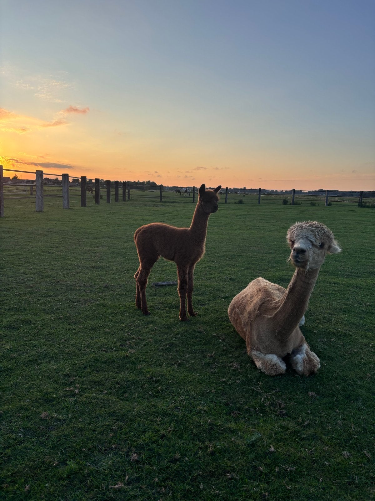 Alpaca jaarling hengsten te koop, Juni, Mannelijk