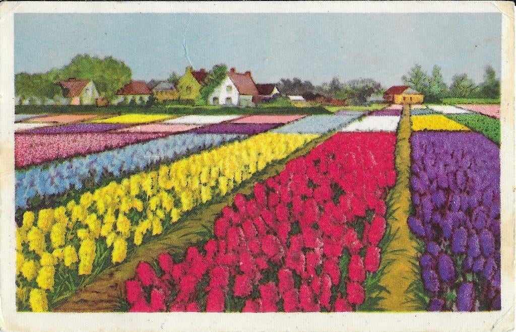 Bloemenvelden, bloembollenvelden, hyacinten, huizen, Verzenden, 1940 tot 1960, Ongelopen, Zuid-Holland