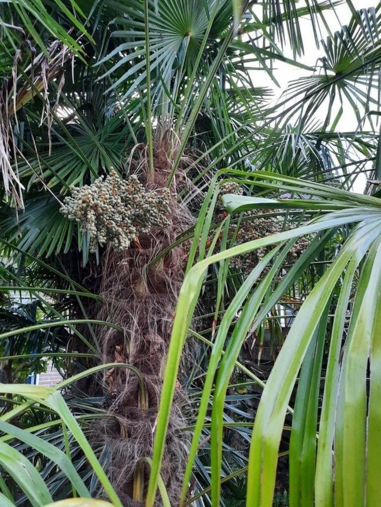 Trachycarpus Fortunei x Wagnerianus Winterharde Palmboom, Volle zon, Vaste plant, Lente, Ophalen