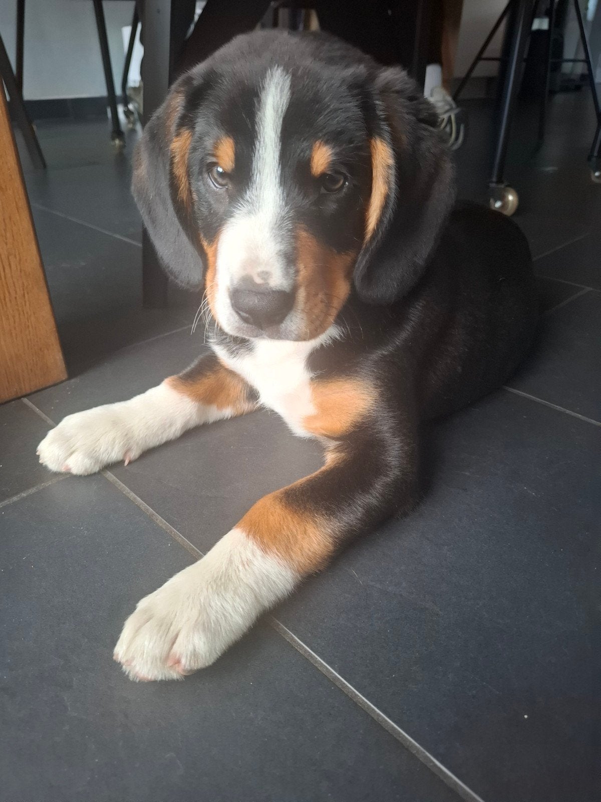 Entlebucher sennenhond prachtige pup, Overige rassen, 8 tot 15 weken, Meerdere, Meerdere dieren