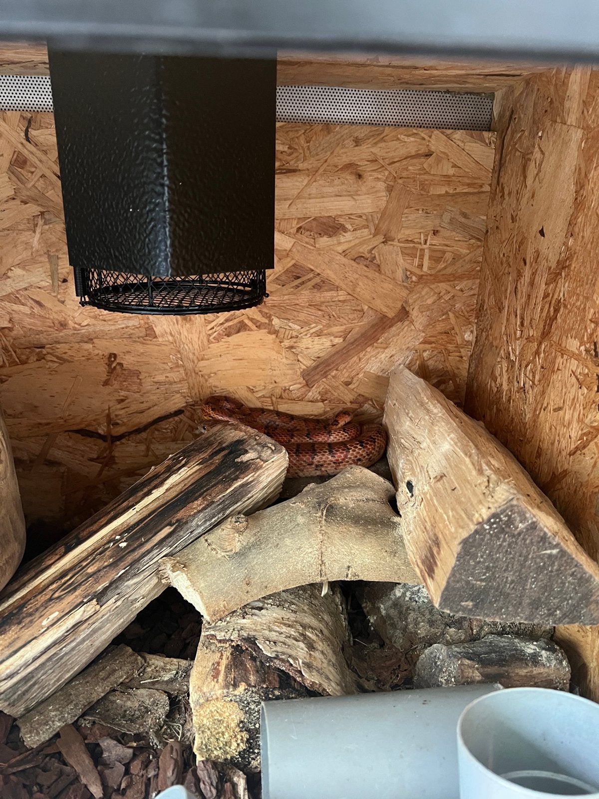 Rode rattenslang eventueel met terrarium Corn Snake photo 4