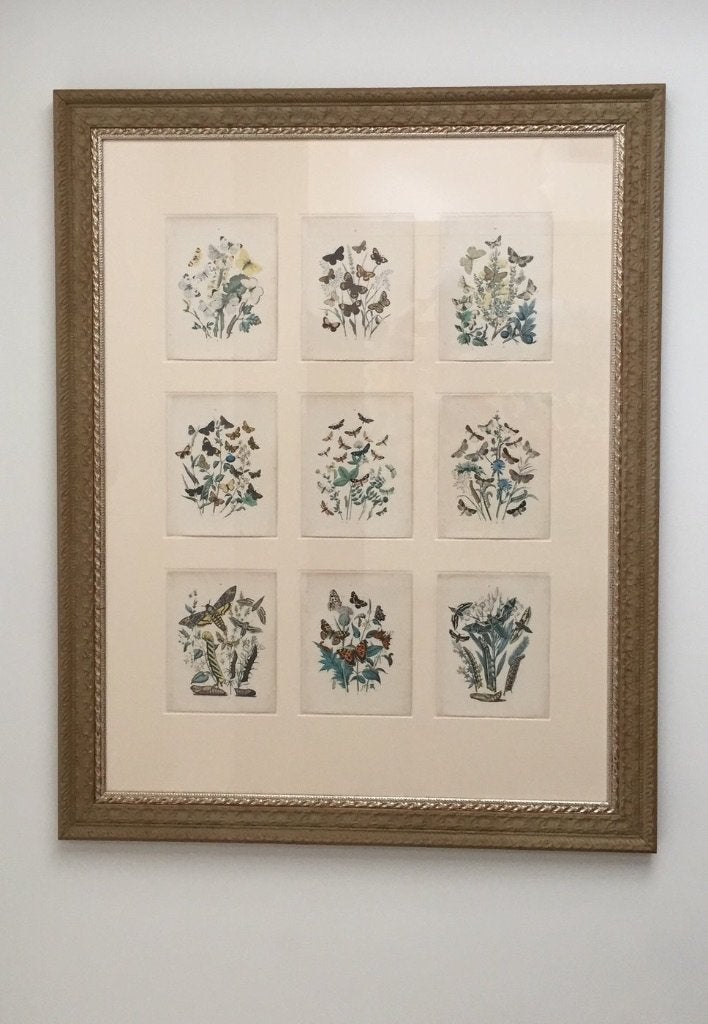 VLINDERS, Antiek en Kunst, Kunst | Etsen en Gravures, Gravure, Blanco verso, Handgekleurd, Ingelijst, Origineel, Flora en Fauna