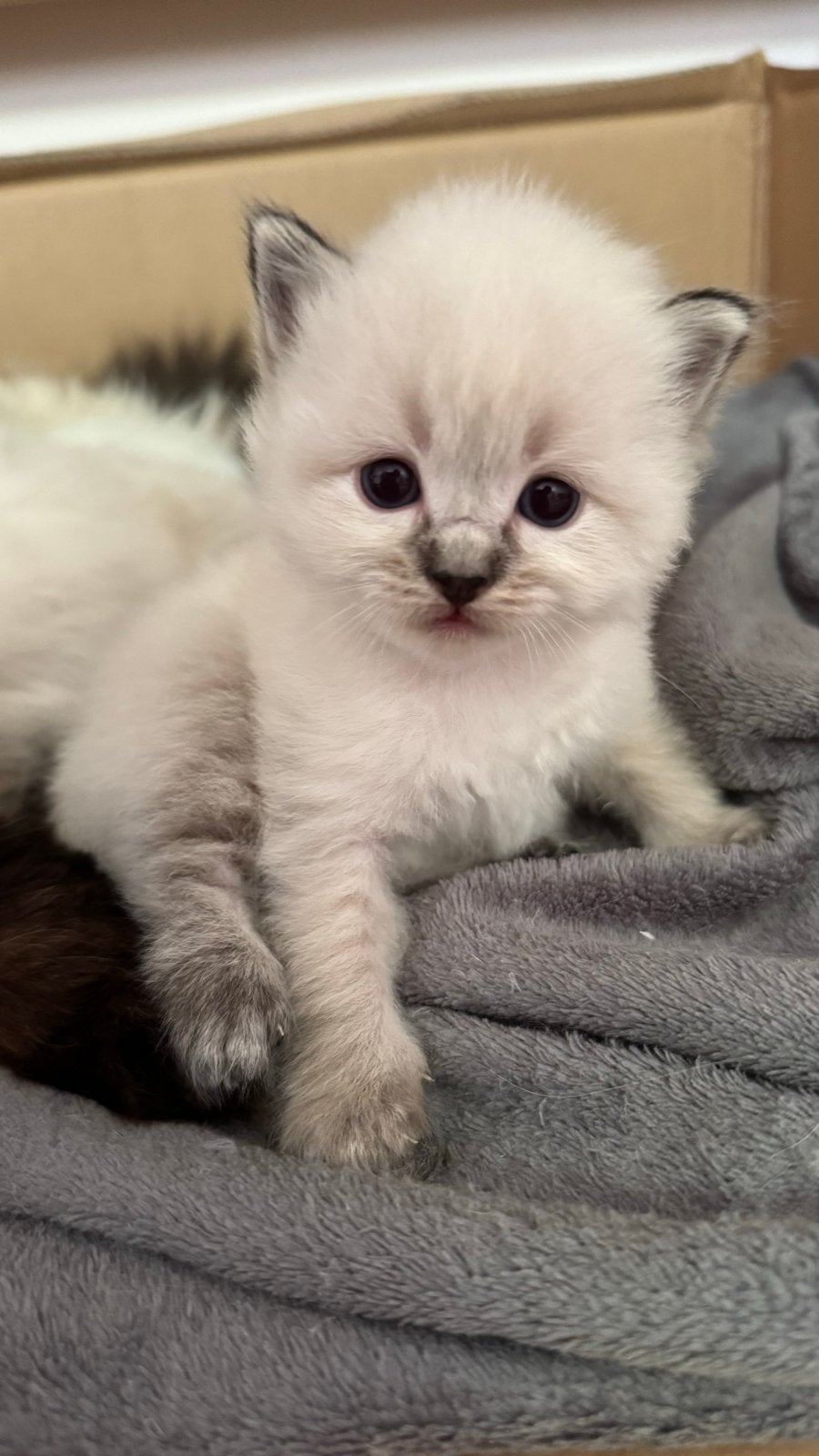 Prachtige Ragdoll kittens  – moeder aanwezig, Meerdere dieren, Ingeënt, 0 tot 2 jaar