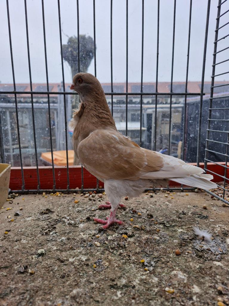 Italiaanse meeuw duivin, Vrouwelijk, Overige soorten