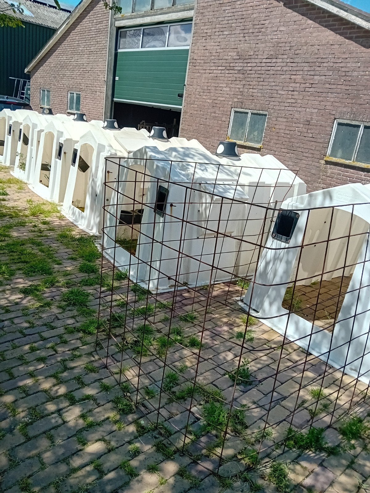 5 stuks kalveriglo's ( USA), Dieren en Toebehoren