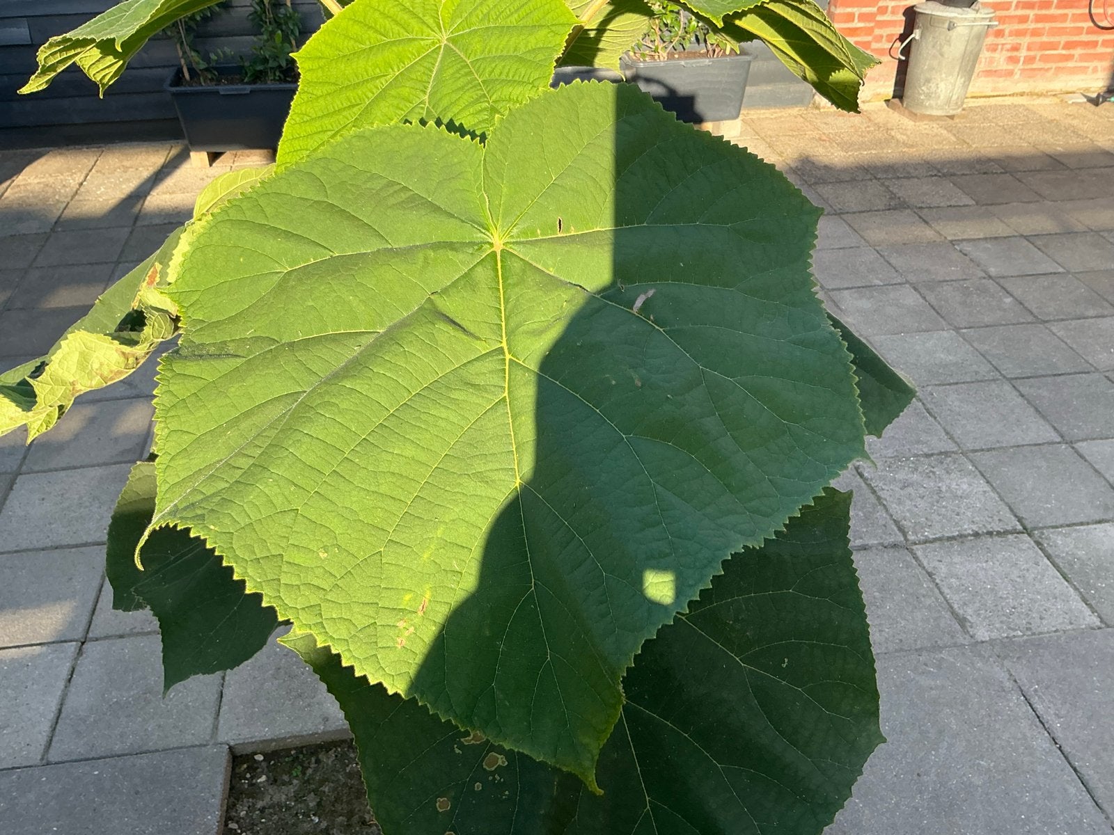 Jonge Paulownia boom in pot - snelgroeiend, Tuin en Terras, Overige soorten, Lente, 100 tot 250 cm, Ophalen