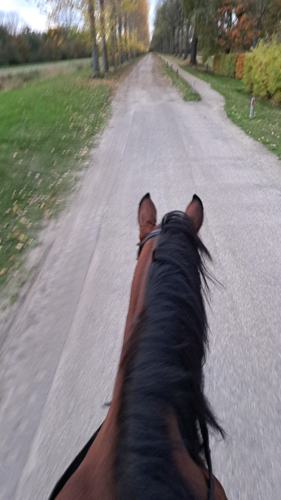 verzorgpony/paard gezocht, Dieren en Toebehoren, Stalling en Weidegang