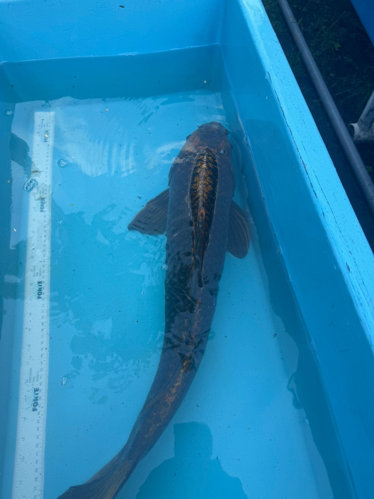 Ginrin Aragoke koi, Dieren en Toebehoren, Vissen | Vijvervissen, Karper of Koi