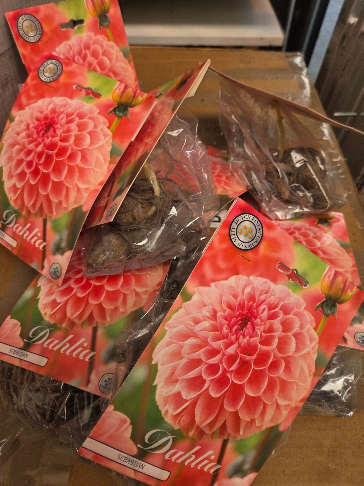 Dahlia 'Sebastian' Bloembollen - Prachtige Roze Bloemen, Ophalen of Verzenden, Voorjaar, Volle zon, Bloembol