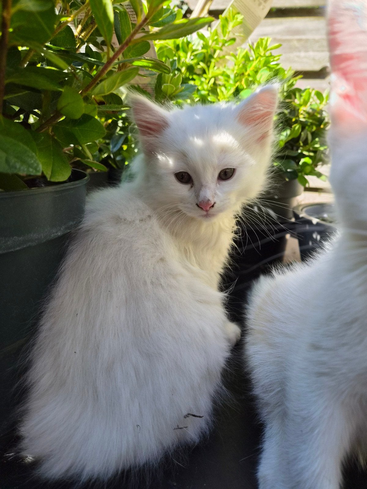 ♡ maine coon kitten ♡, Dieren en Toebehoren, Kater, Ontwormd, 0 tot 2 jaar