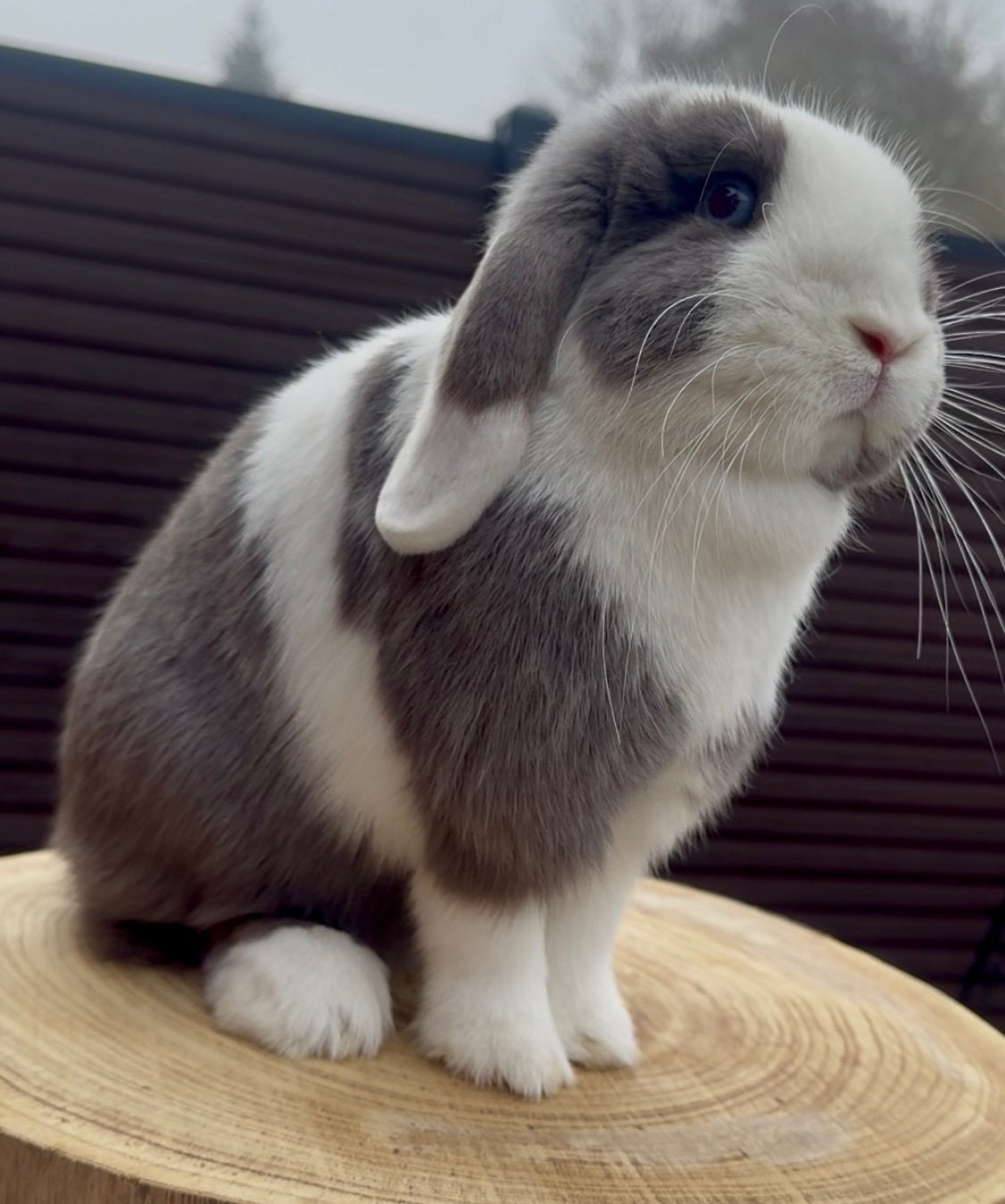 Minilop voedster Feh/lilac met stamboom, Vrouwelijk, Middelgroot, Hangoor, 0 tot 2 jaar
