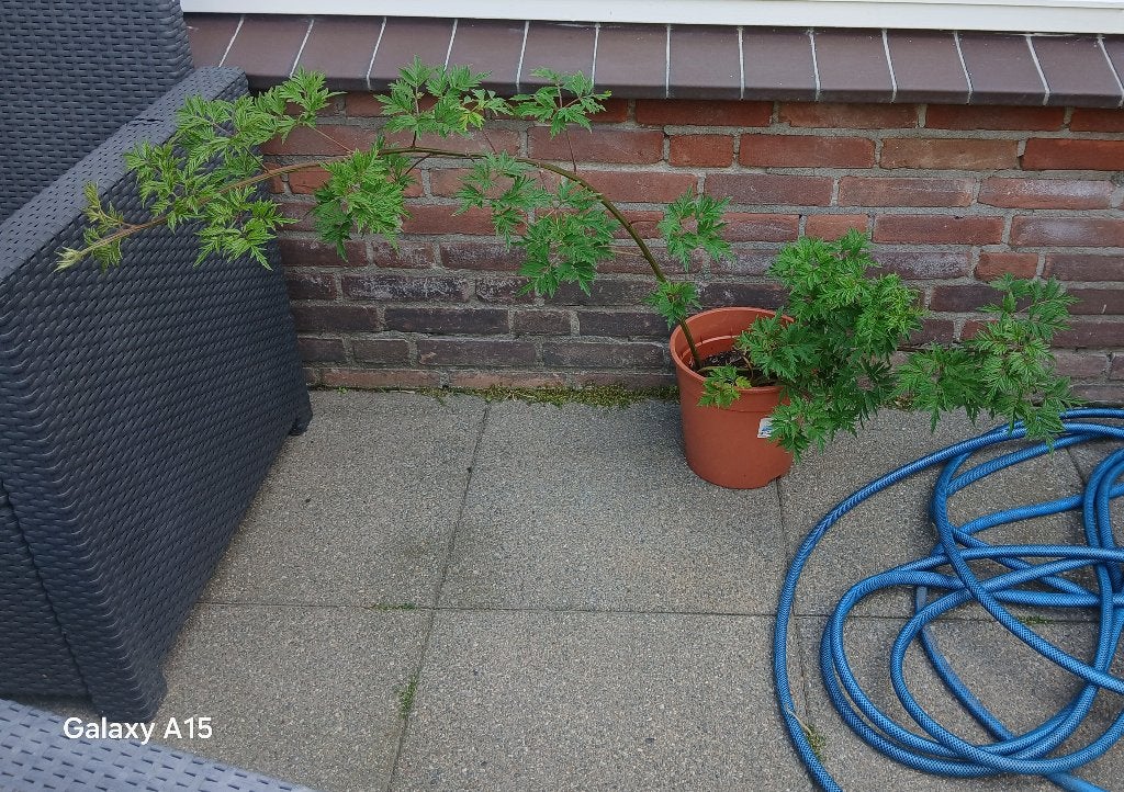 Grote bramen plant zonder doorn, Ophalen of Verzenden, Overige soorten, Volle zon