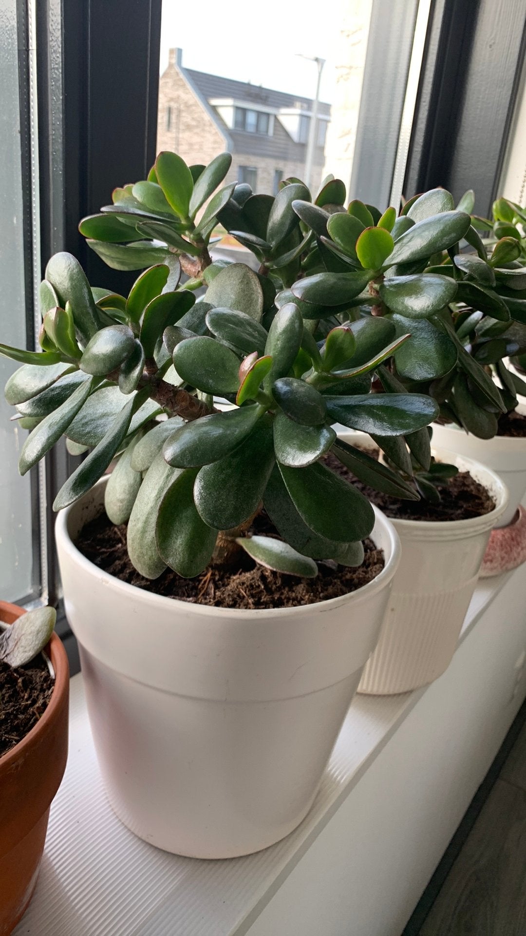 Vet plant met pot €12, Ophalen, Halfschaduw, Minder dan 100 cm