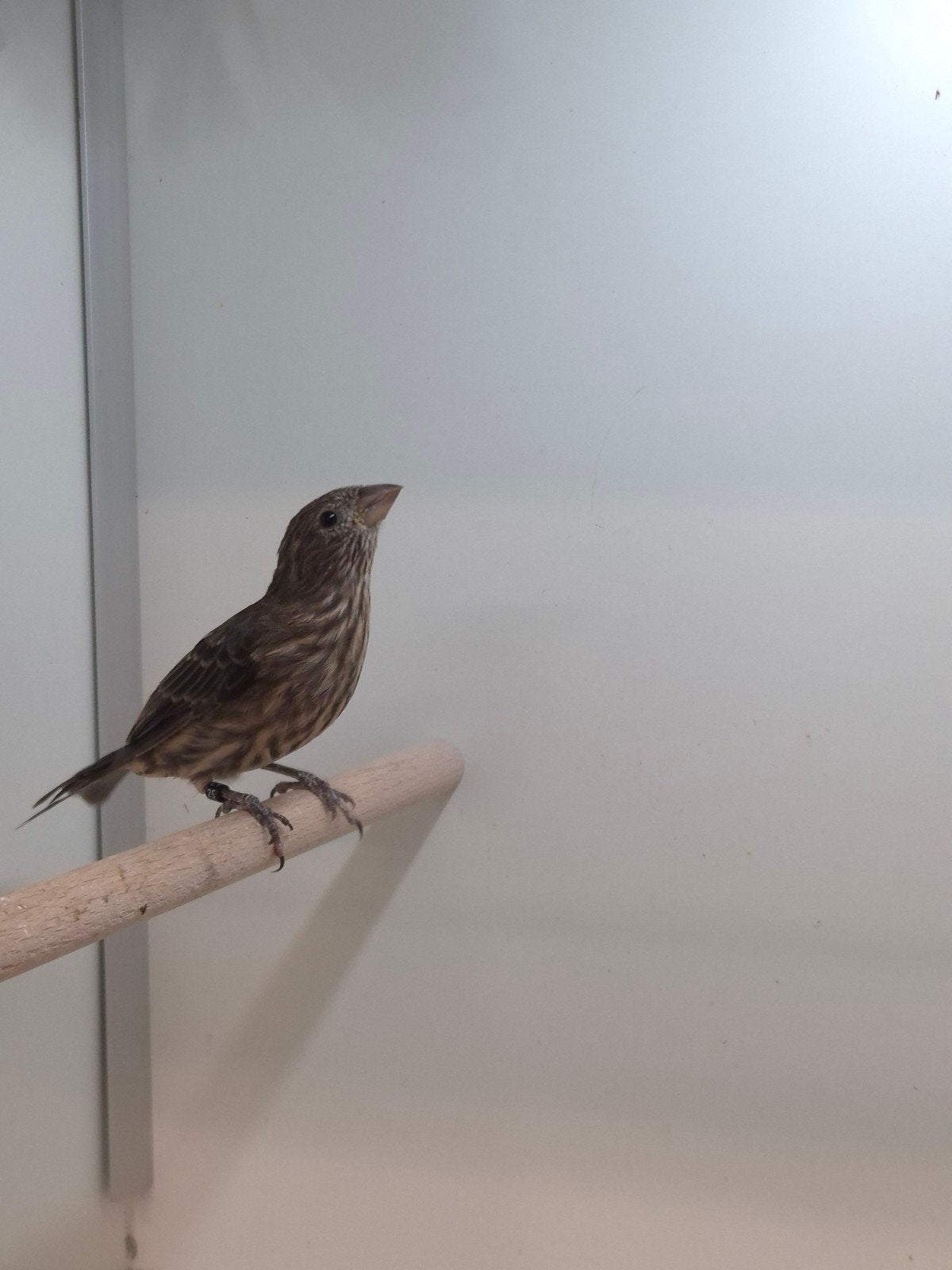 1-2 Mexicaanse roodmus, Meerdere dieren, Tropenvogel, Geringd