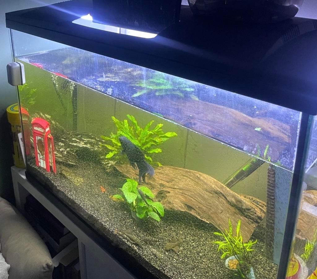 Tropisch aquarium compleet, Ophalen, Zo goed als nieuw, Gevuld zoetwateraquarium