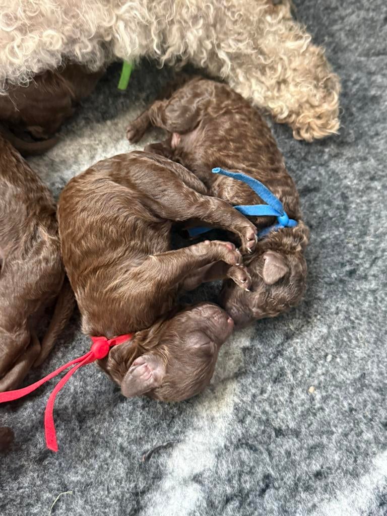 Prachtige pups te reserveren (multigen) poedel-kruisingen., Parvo, Overige rassen, 8 tot 15 weken, Meerdere