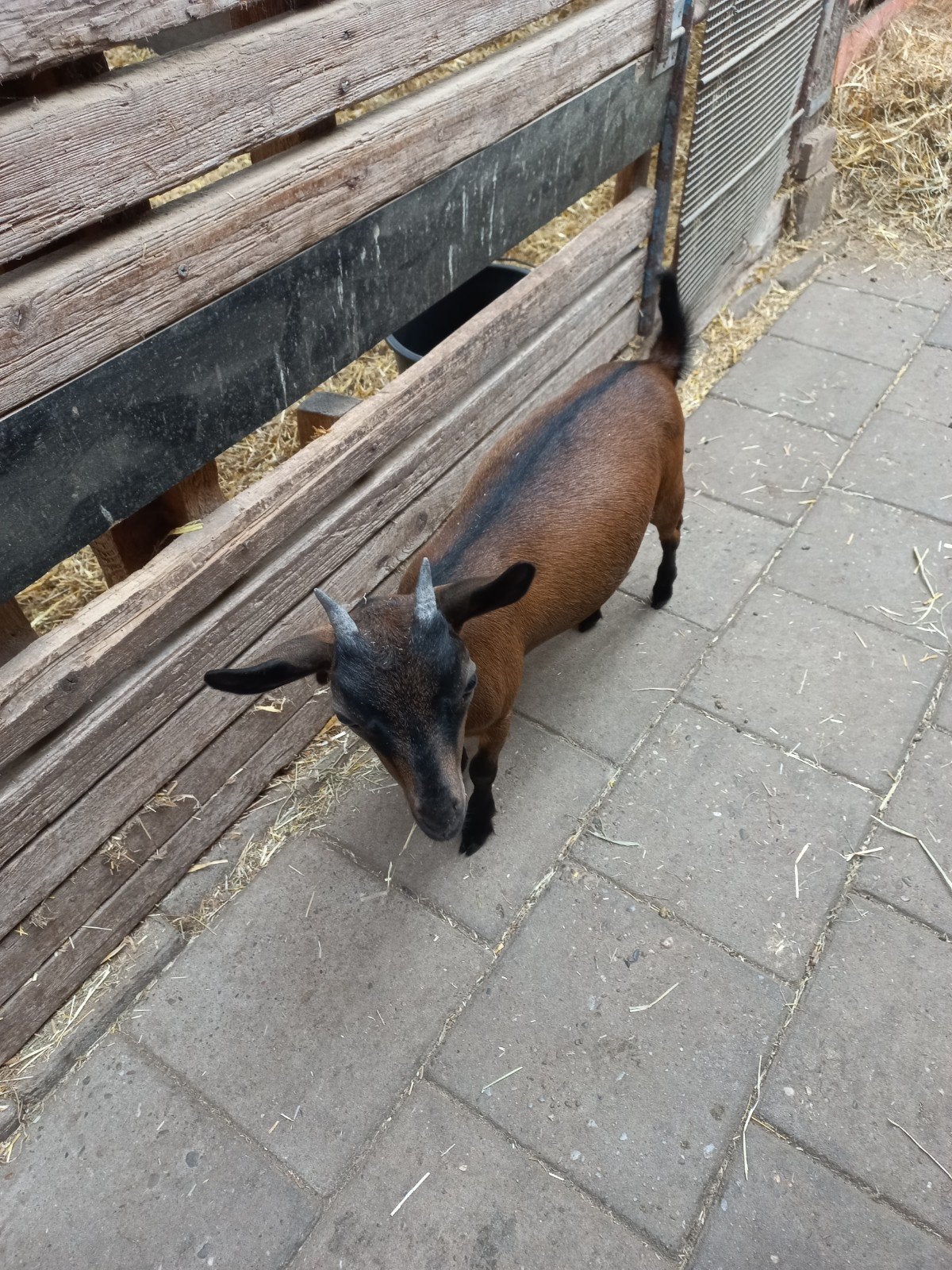 2 dwerggeiten lammetjes, Dieren en Toebehoren, Schapen, Geiten en Varkens, Vrouwelijk, Geit, 0 tot 2 jaar