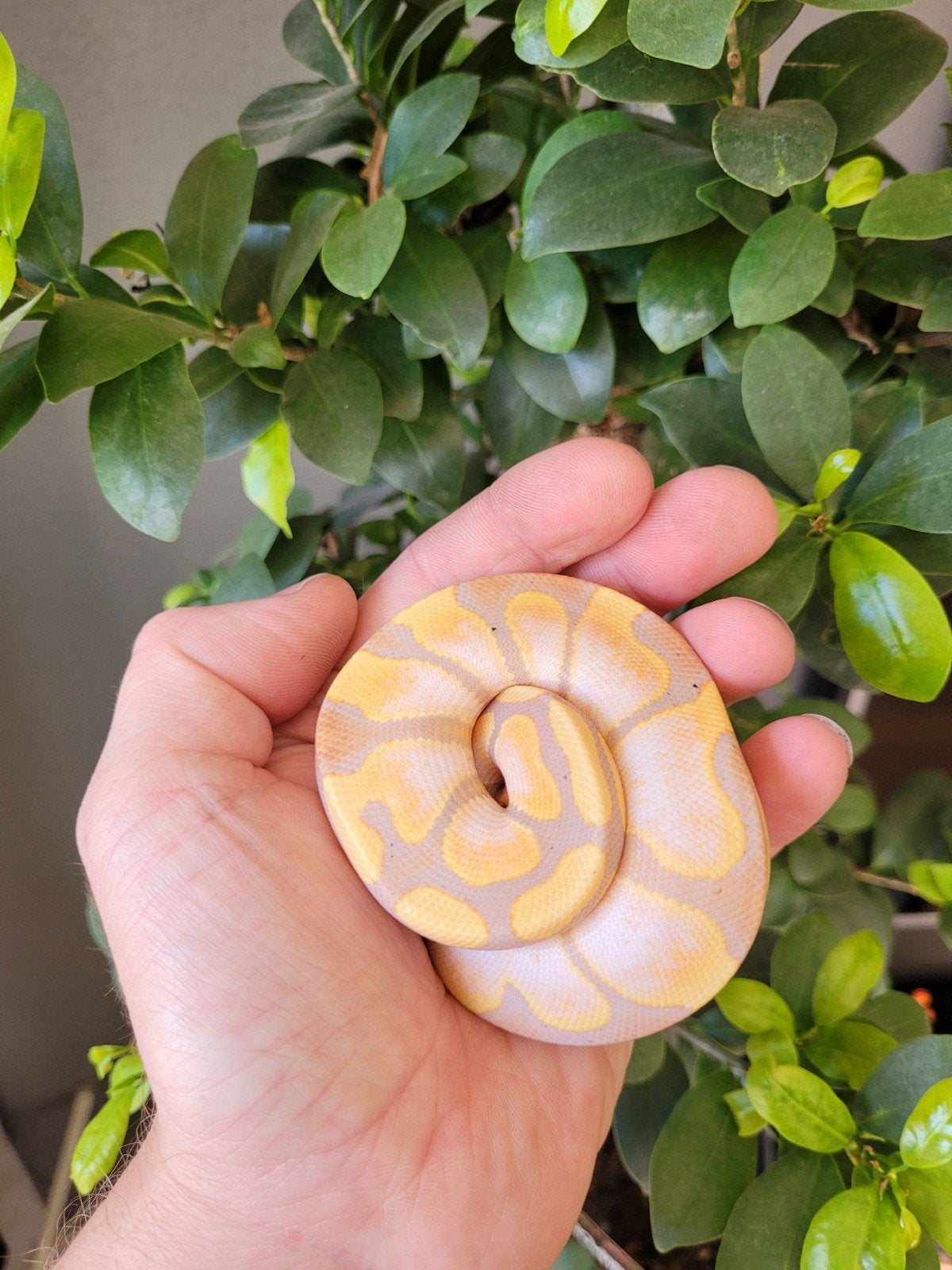 ballpython, Python Regius Coral Glow Sugar 0.1 met terrarium Ball Python photo 2