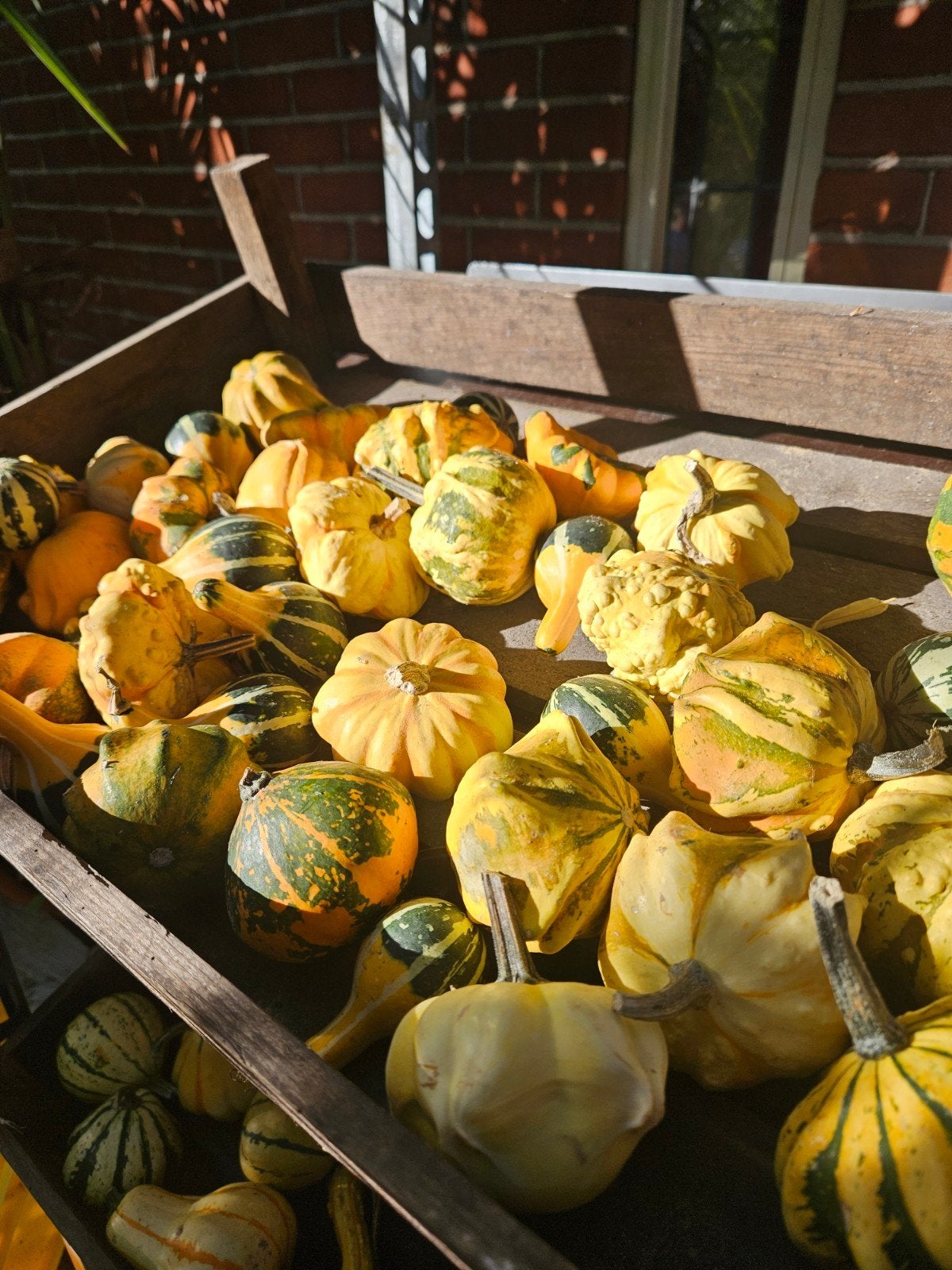 Diverse pompoenen te koop - Decoratief en eetbaar, Ophalen, Overige soorten, Minder dan 100 cm