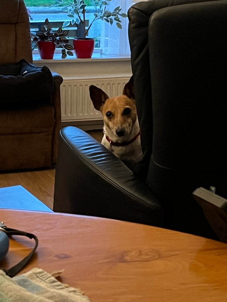 vrijwilliger voor hond  uitlaten, Dieren en Toebehoren, Overige merken, Ophalen, Gebruikt, Overige typen