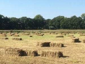 Kleine pakjes hooi, Schaap