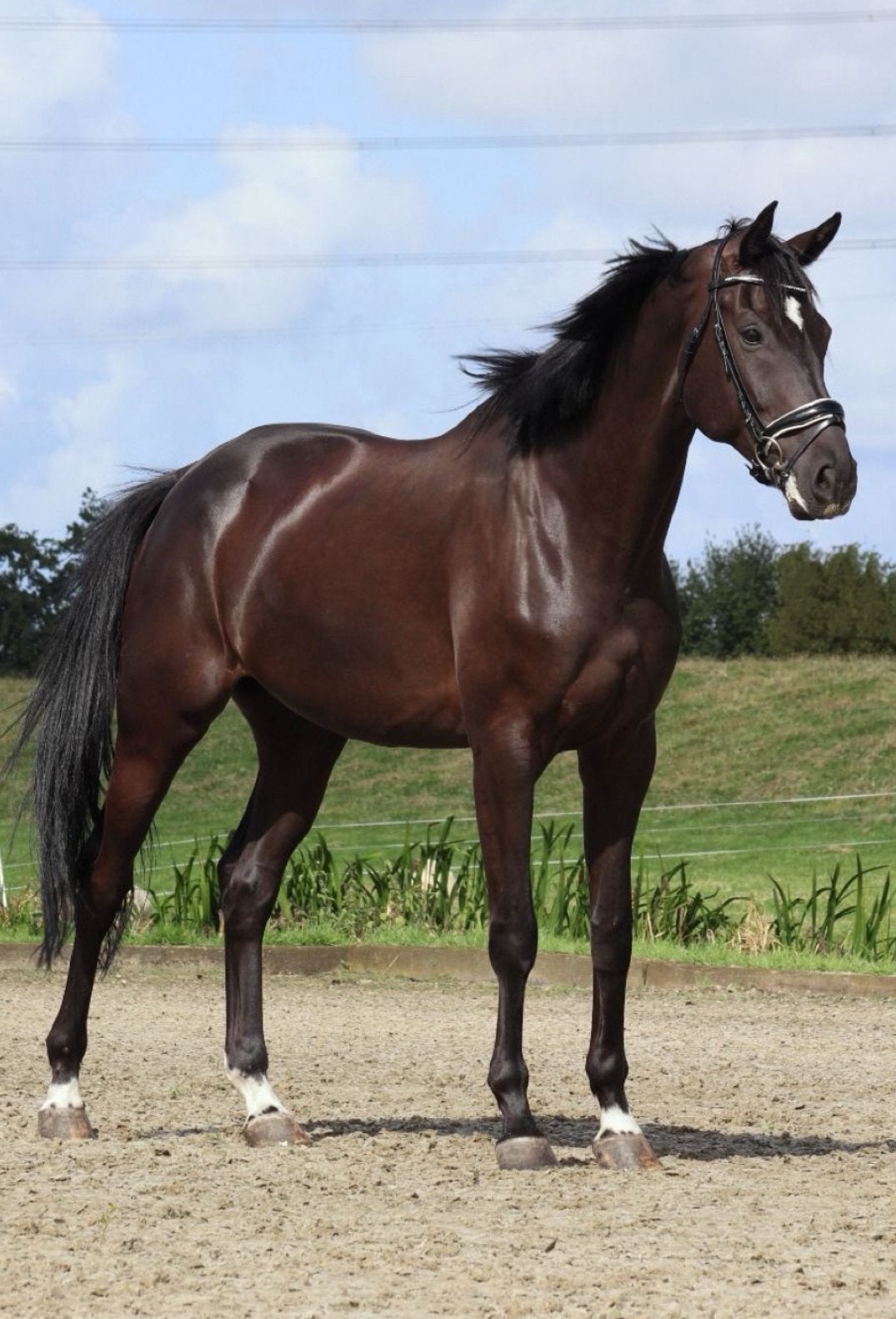 Sport paard te koop - Z niveau - ruin - 8 jr, Dieren en Toebehoren, Paarden, 175 cm of meer, Ruin, Dressuurpaard, 7 tot 10 jaar