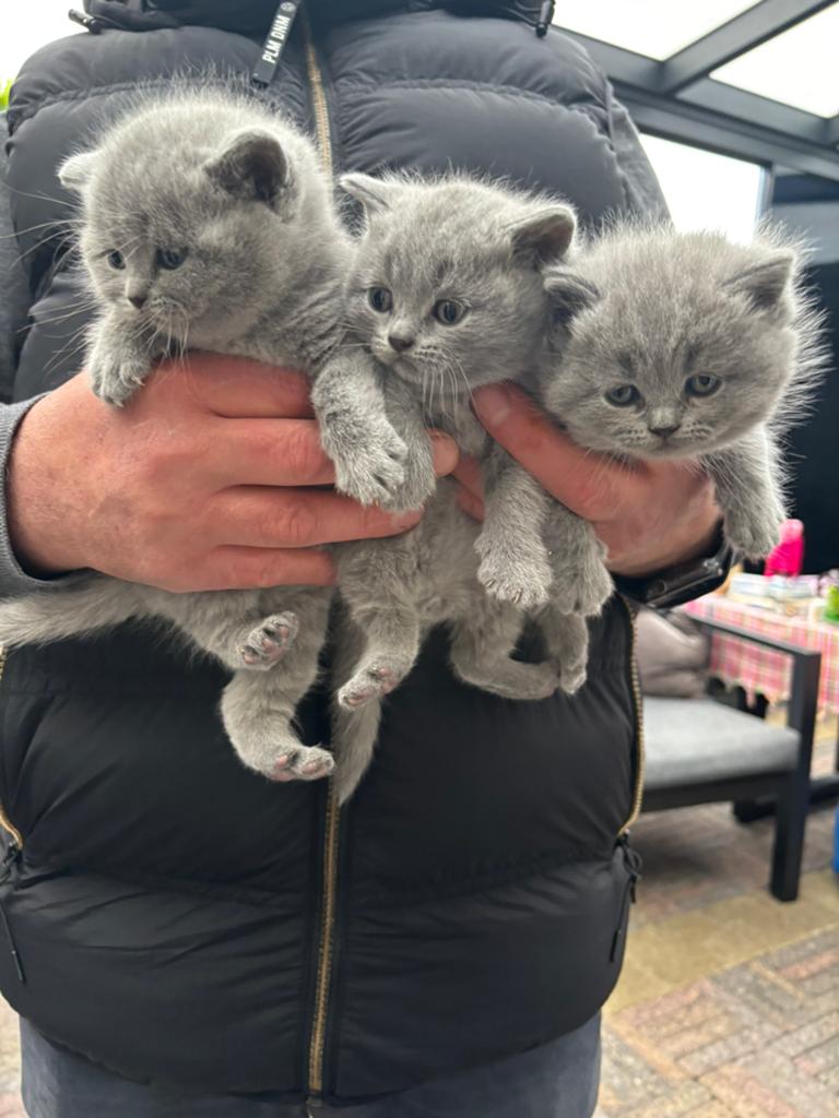 Britse korthaar kittens, Meerdere dieren