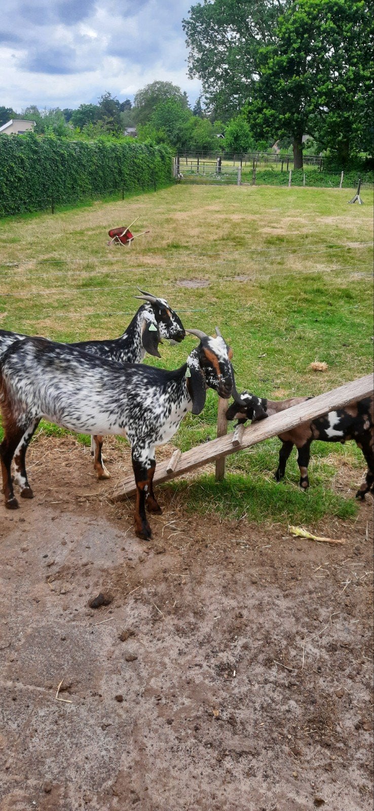 te koop 2 nubische geiten met een boklam., Dieren en Toebehoren, Schapen, Geiten en Varkens, Vrouwelijk, Geit