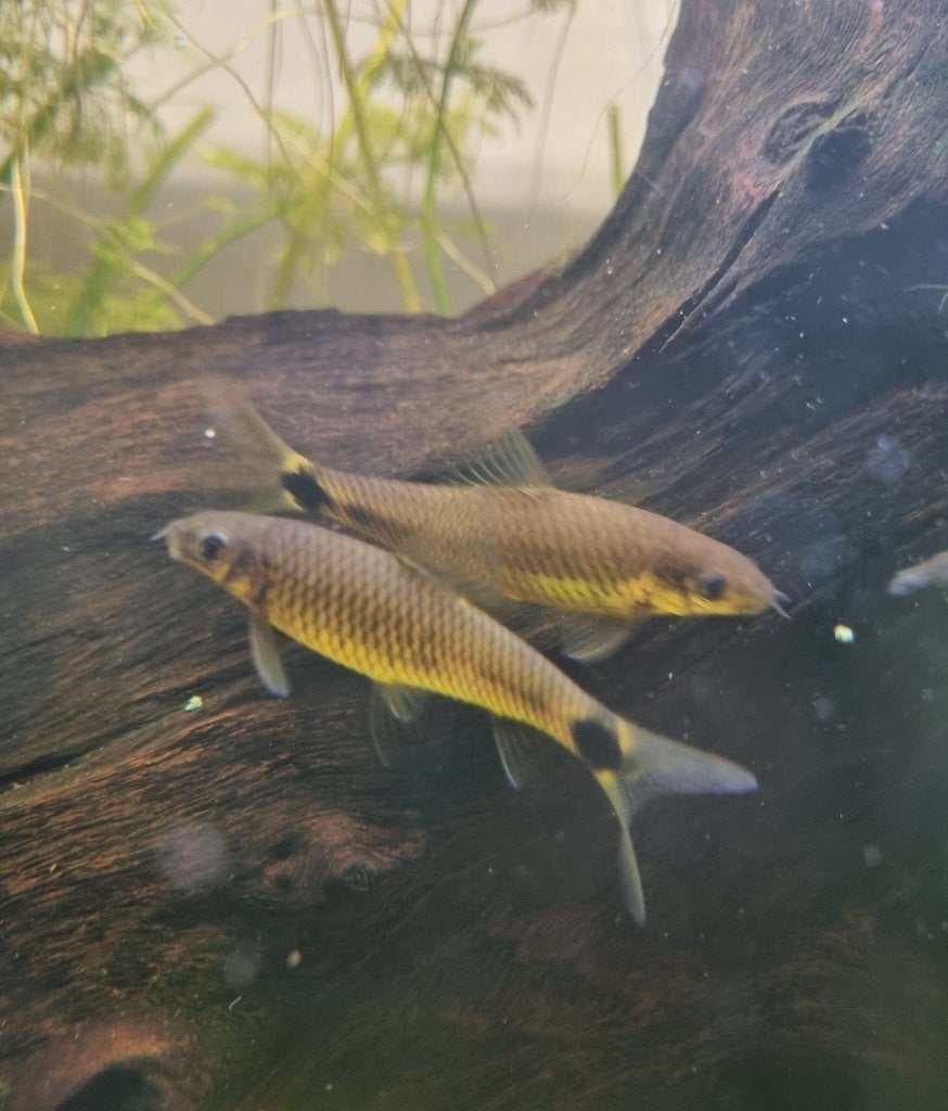 Algeneters - Crossocheilus Reticulatus, Vis, Zoetwatervis