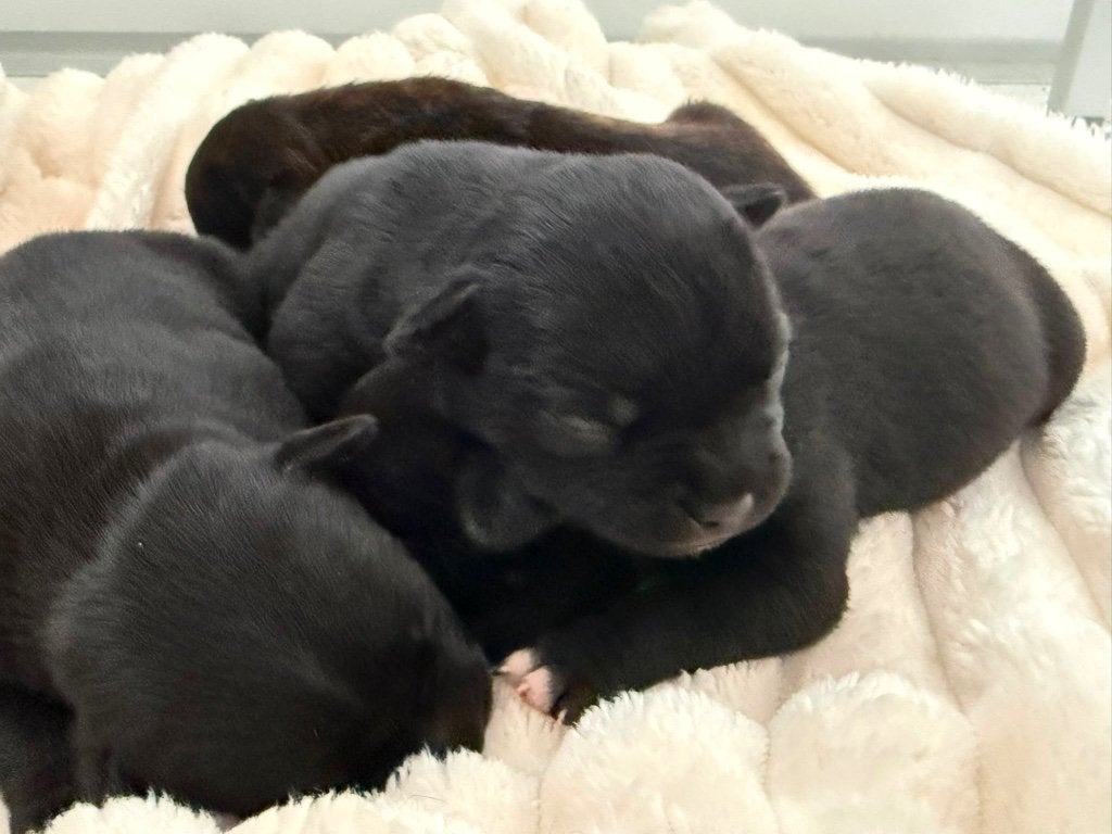 Engelse Stafford, Dieren en Toebehoren, Honden | Jack Russells en Terriërs, Meerdere dieren, Bull Terriër, Particulier, Meerdere