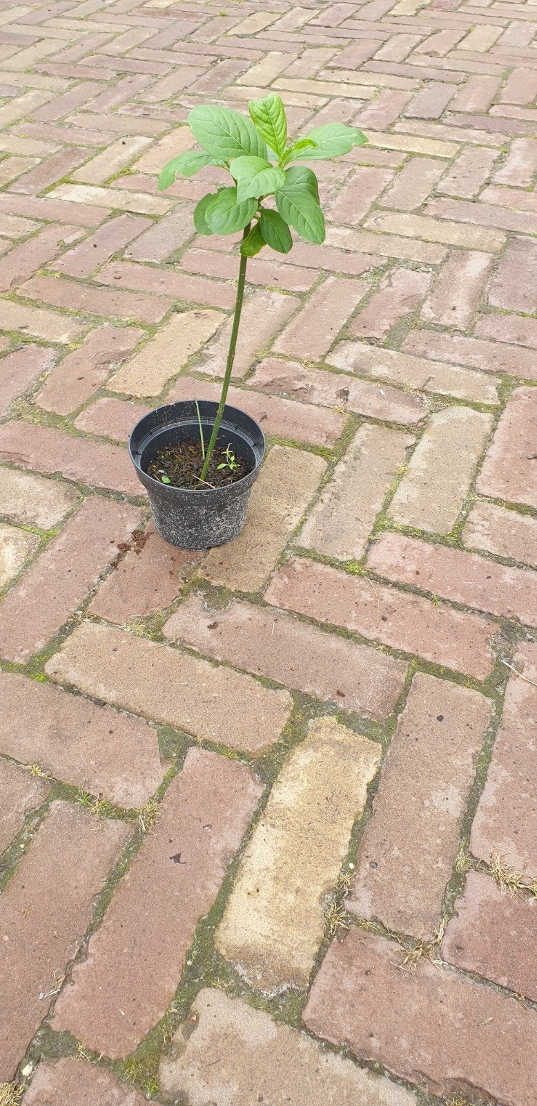 Kardinaalsmuts., Tuin en Terras, Ophalen of Verzenden, Minder dan 100 cm, Overige soorten, Lente