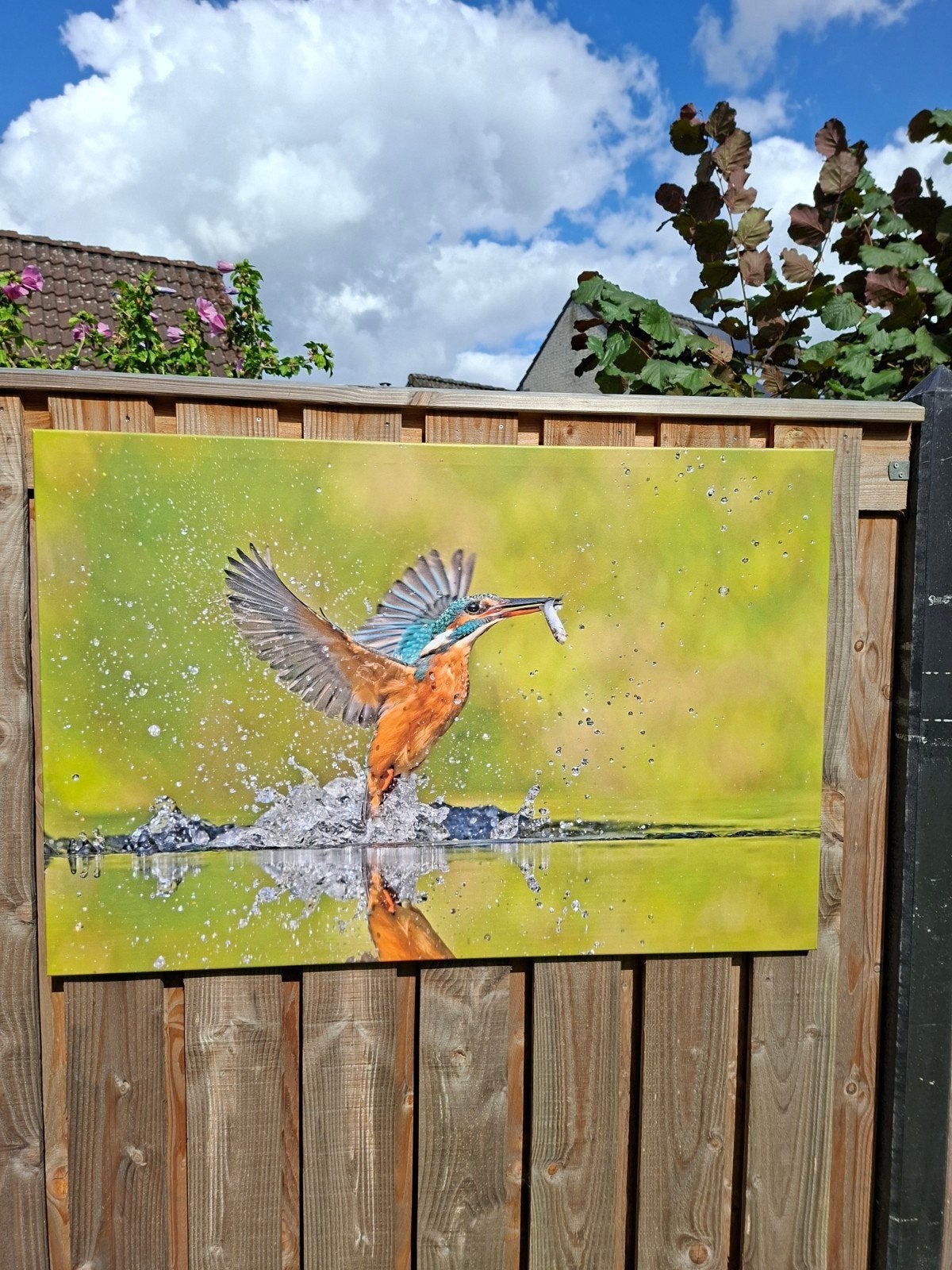 Natuurfotografie IJsvogel met vis op doek - 120x80 cm, Ophalen, Reproductie, Print/reproductie, Met ophangsysteem