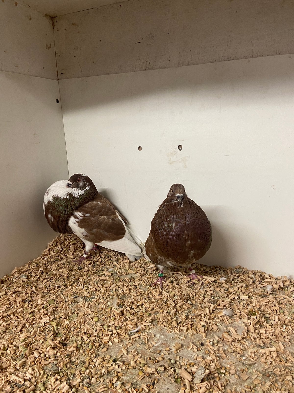 Koppel  gaditano’s, Dieren en Toebehoren, Vogels | Overige Vogels, Meerdere dieren