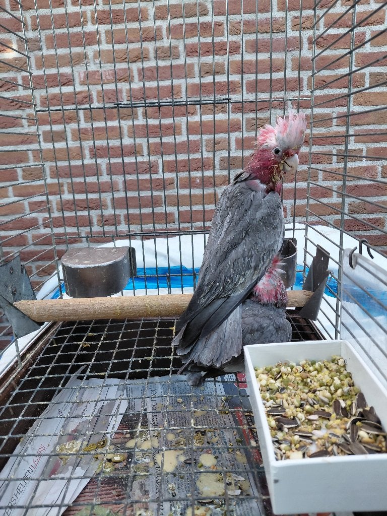 2 jonge super-tamme Rosè kakatoes-papegaaien., Geslacht onbekend, Papegaai, Pratend