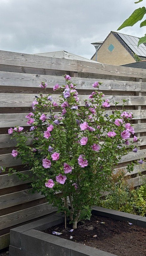 Hibiscus syriacus 2 kleurig (Roze/Paarse) Zomerbloemen, Volle zon, Vaste plant, Zomer, Ophalen