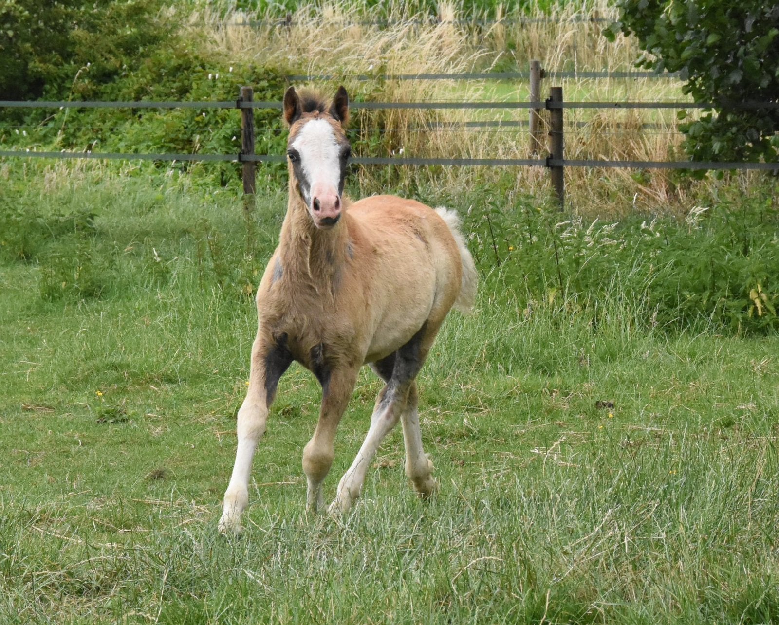 Goed gefokte welsh veulens, Niet van toepassing, Hengst, A pony (tot 1.17m), Gechipt
