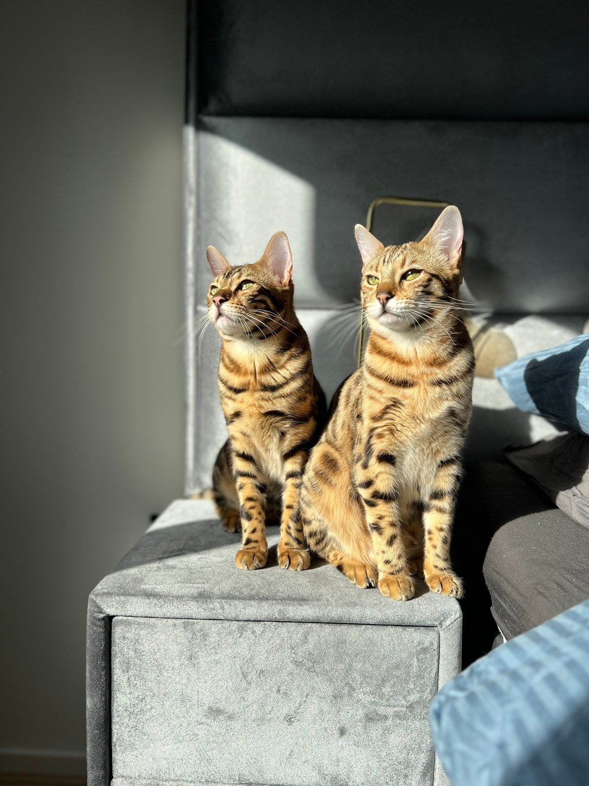 Bengaalse 2 ling, Meerdere dieren