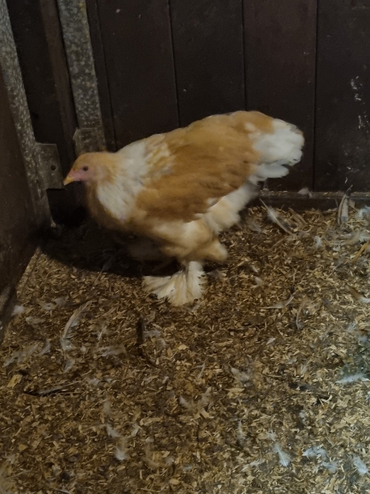 Brahma hennen Buff-witcolumbia, Dieren en Toebehoren, Vrouwelijk, Kip