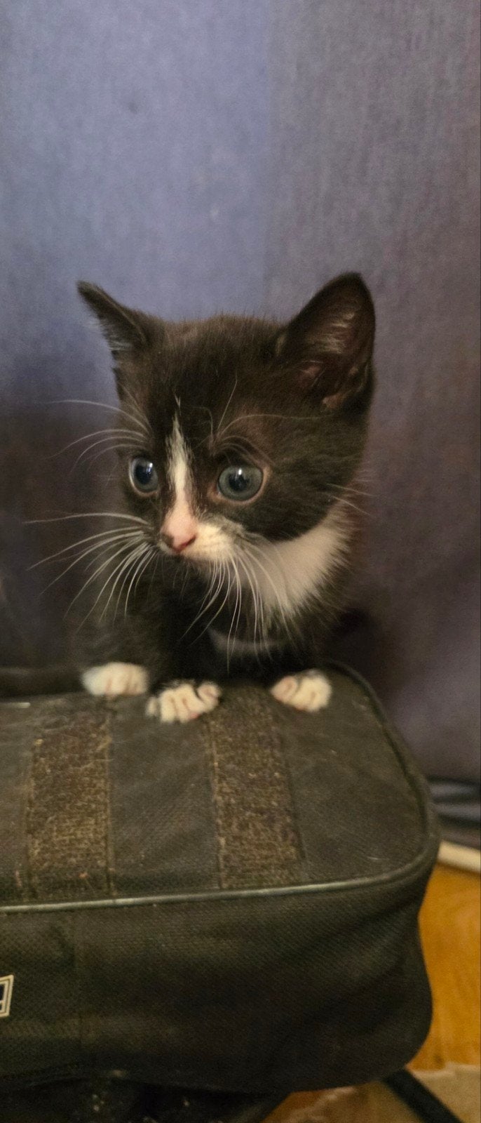 Boerderij kittens, Dieren en Toebehoren