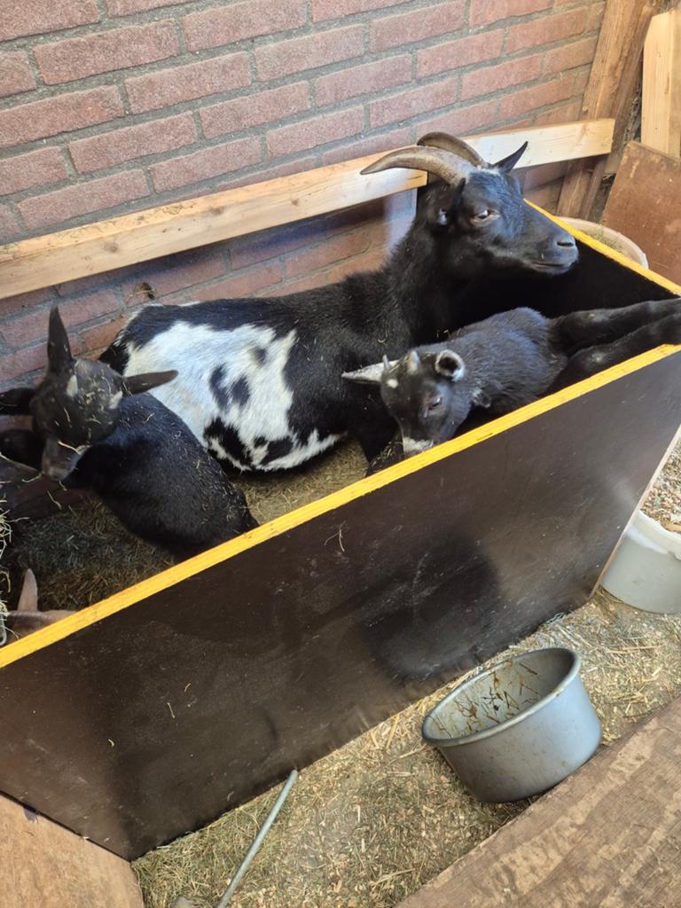 Mooie dwerg geit met 3 ling, Dieren en Toebehoren, Schapen, Geiten en Varkens, Meerdere dieren, Geit