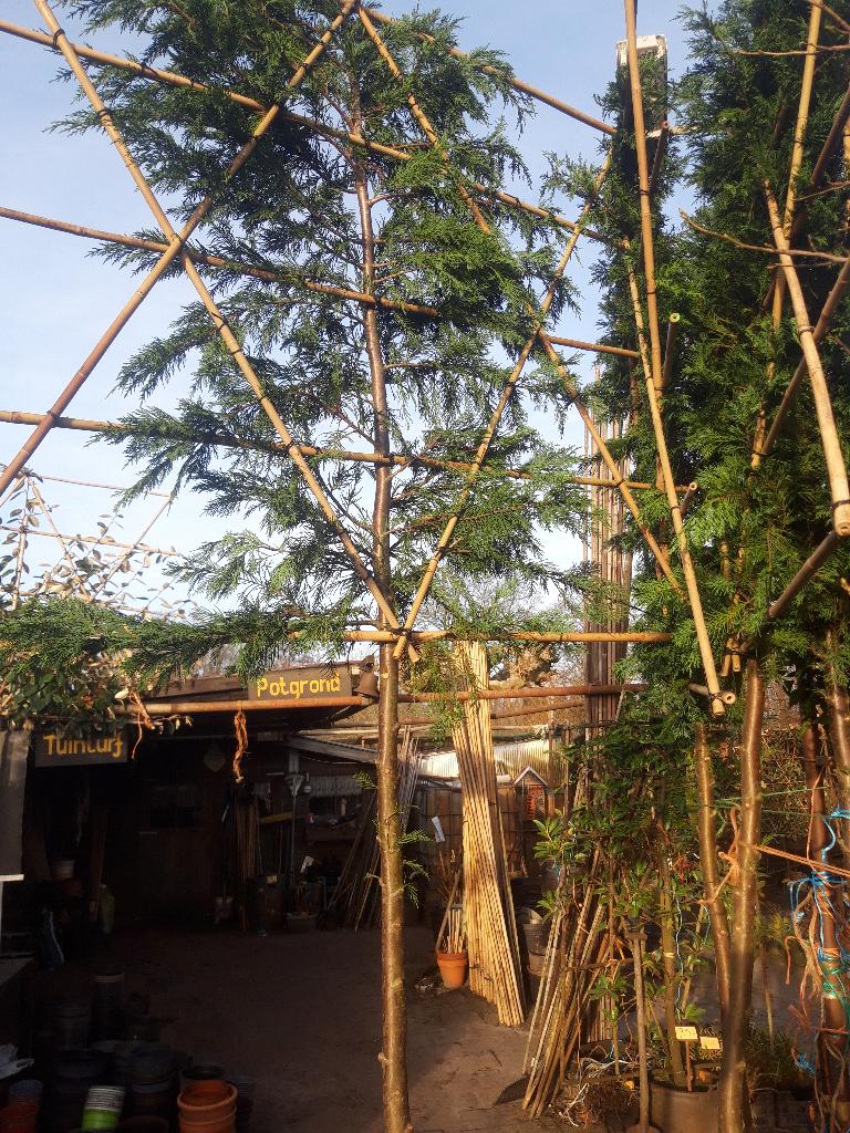 Cupressocyparis  Leylandii als leiboom in pot, Bloeit niet, Leiboom, 250 tot 400 cm, Ophalen