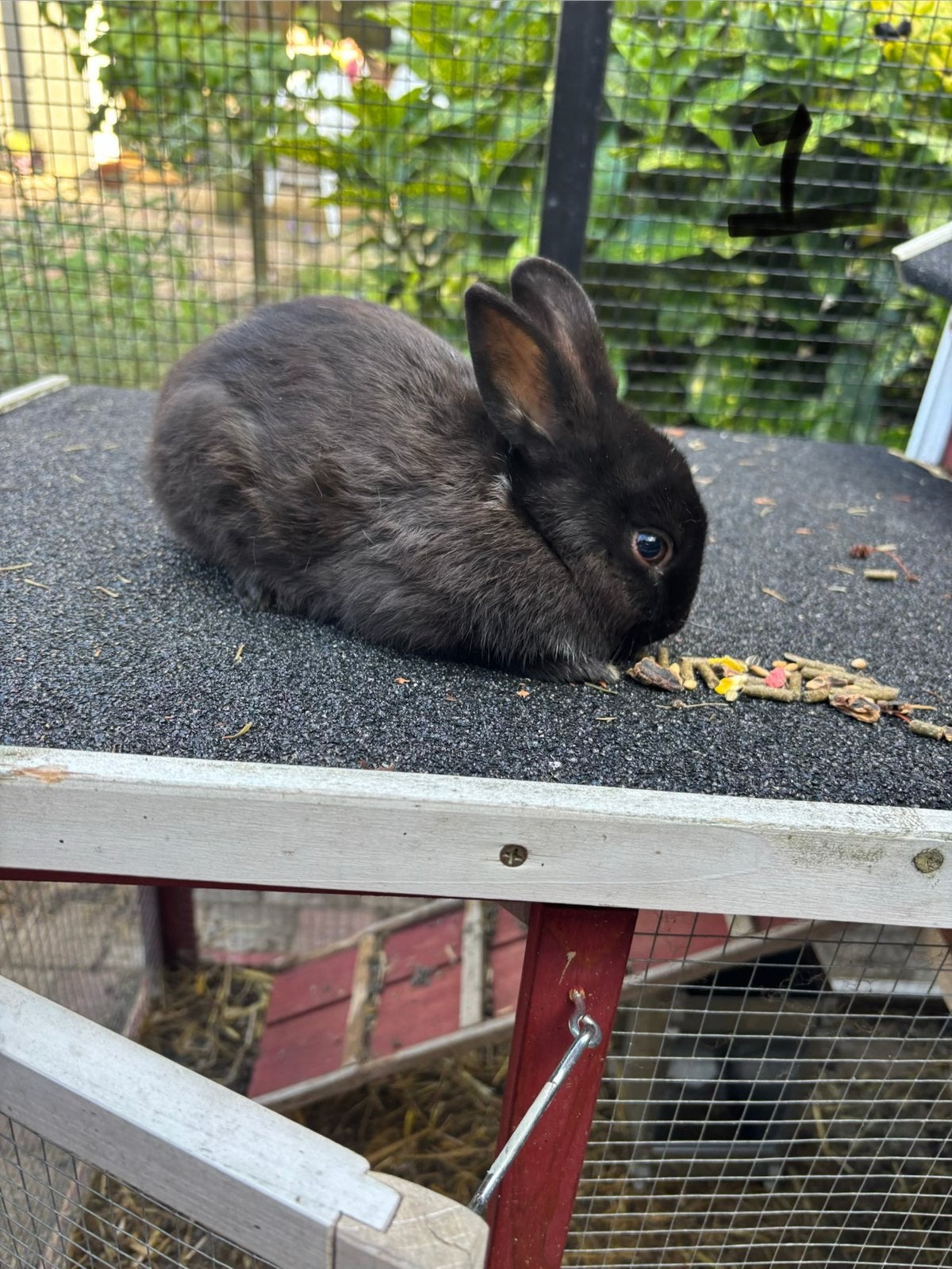 Babykonijnen !, Meerdere dieren, Dwerg
