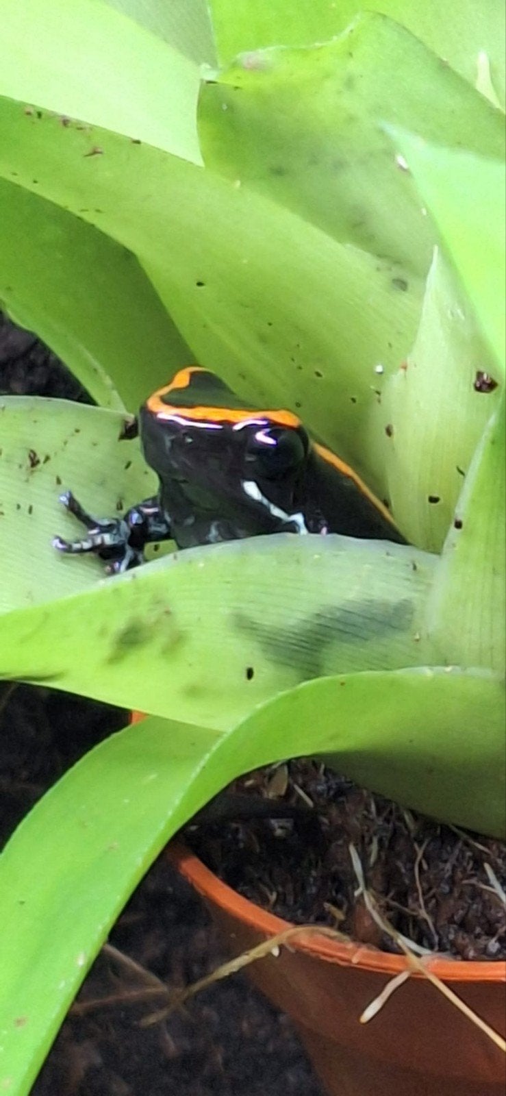 Phylobates vittatus nakweek, Dieren en Toebehoren, Amfibie, 0 tot 2 jaar