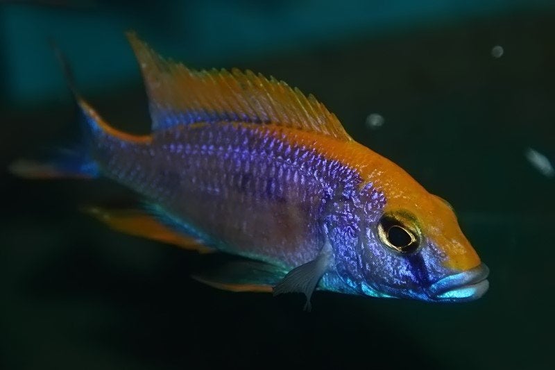 Otopharynx Zimbawe rock ( eigen fotos kweekman), Vis