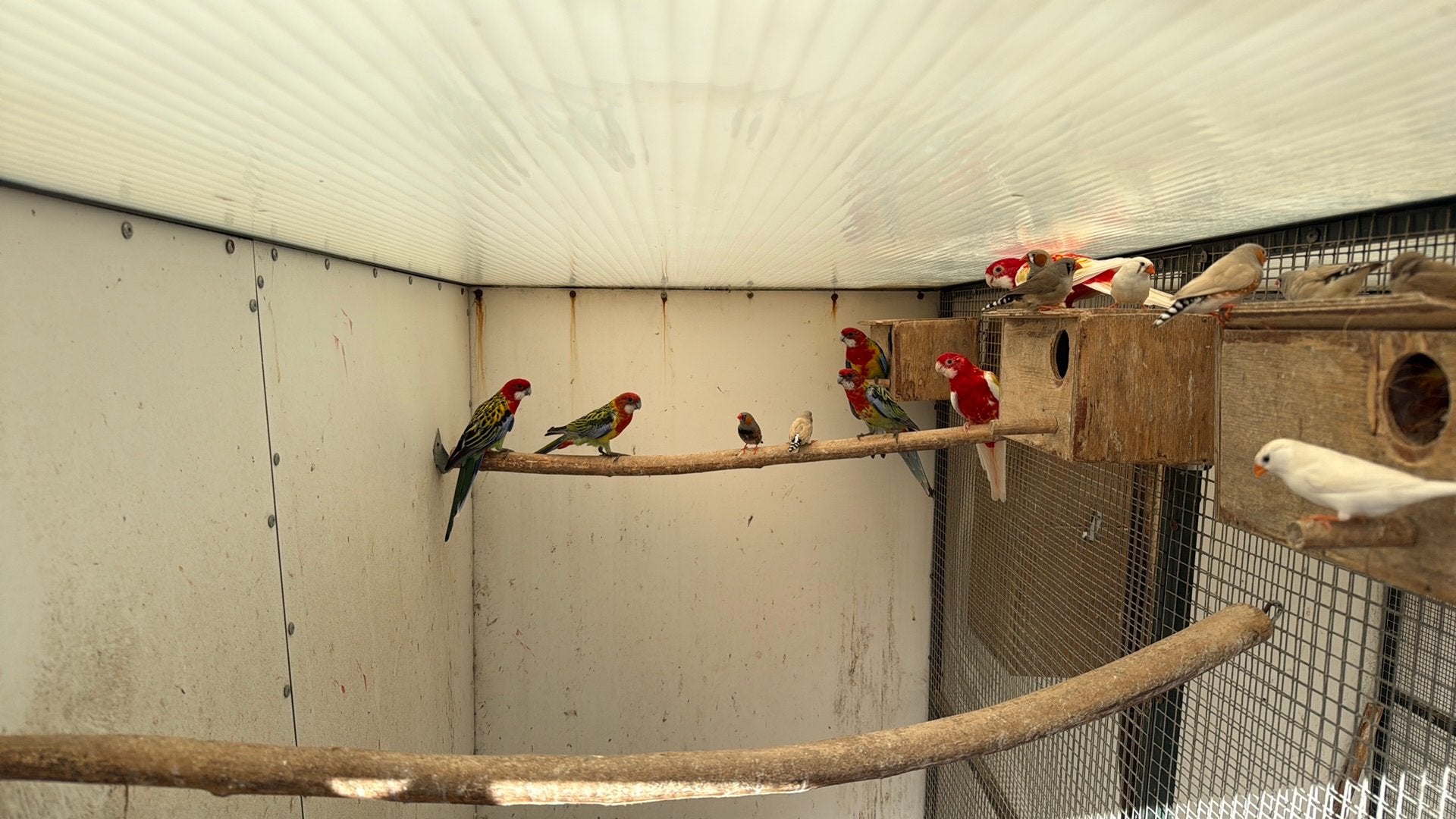 Rosella, Meerdere dieren