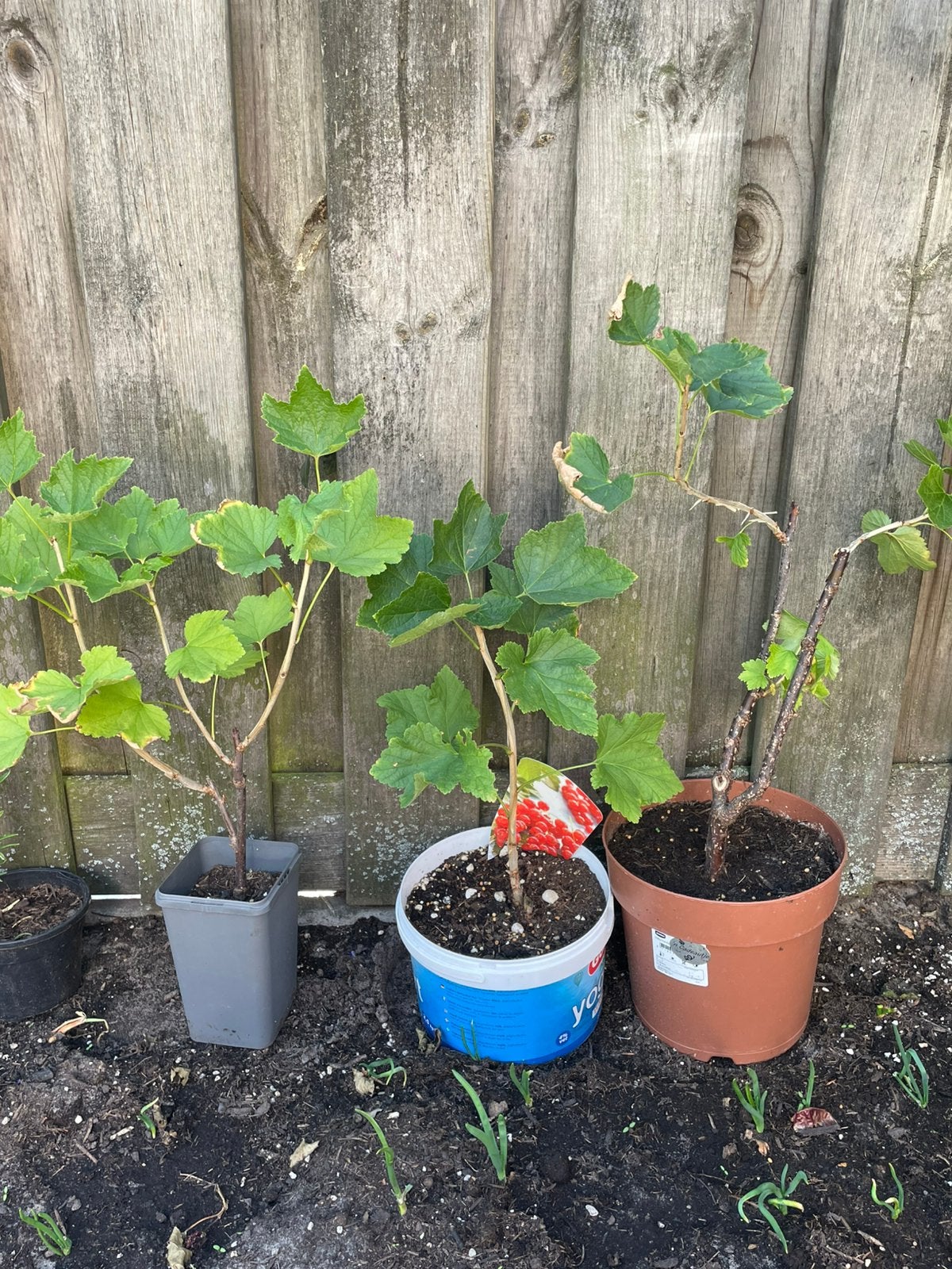 Bessen planten  alles voor 10€, Tuin en Terras, Ophalen, Overige soorten, Zomer
